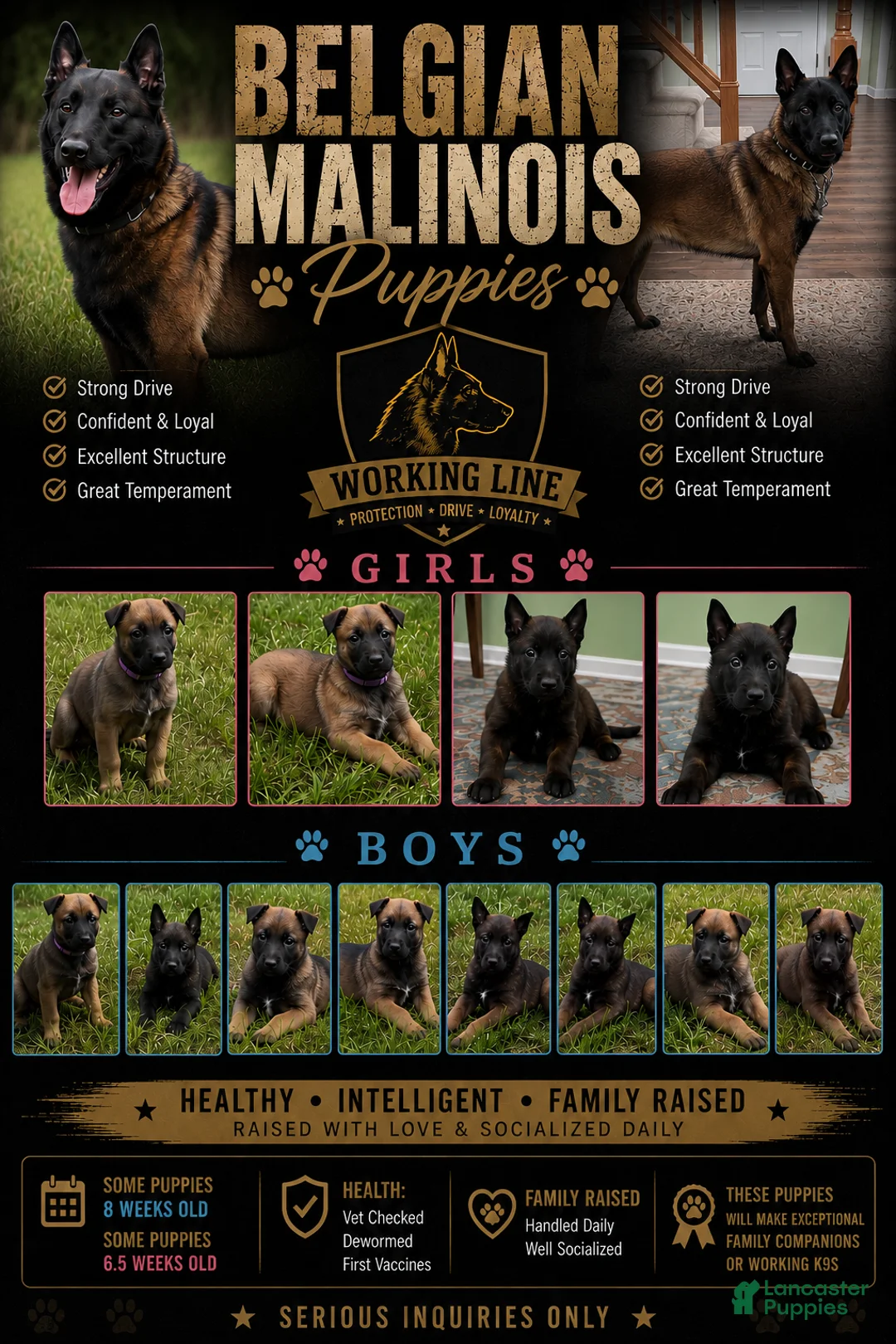 Belgian Malinois dogs for sale: Cleveland - Ad 16