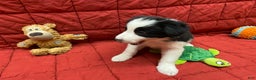 Border Collie dogs for sale: Remy - Ad 3