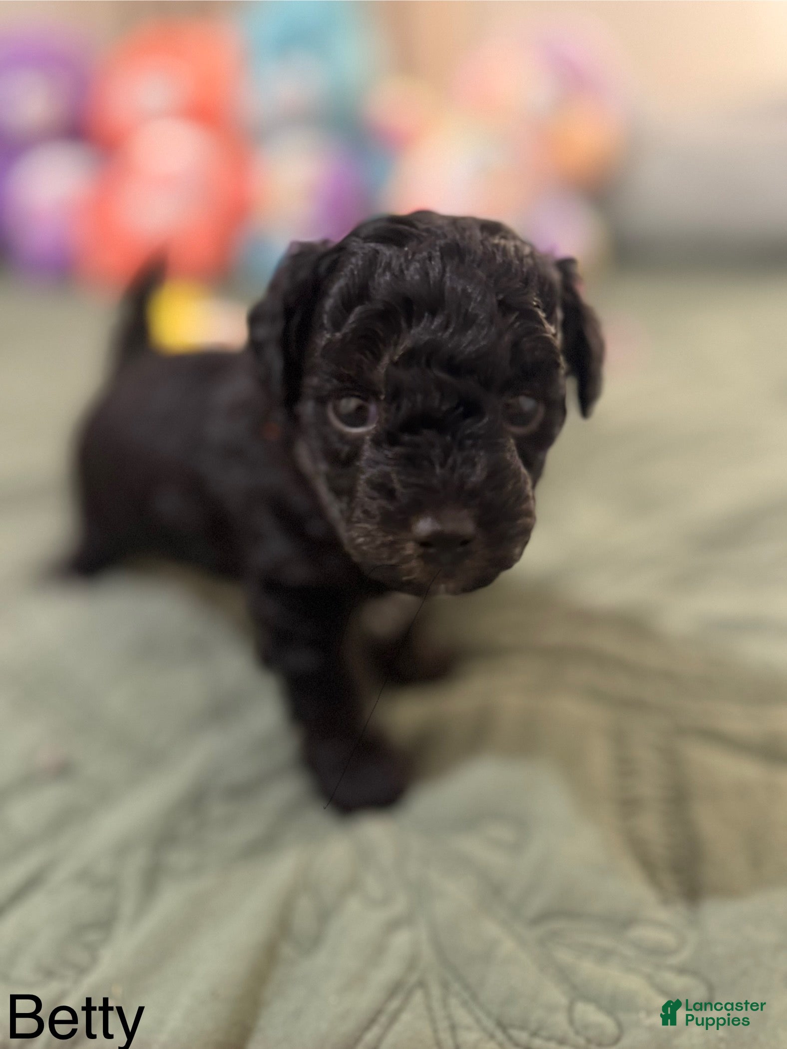 Toy Poodle dogs Betty - Ad 41
