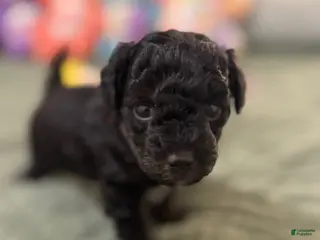 Toy Poodle dogs Betty - Ad 41