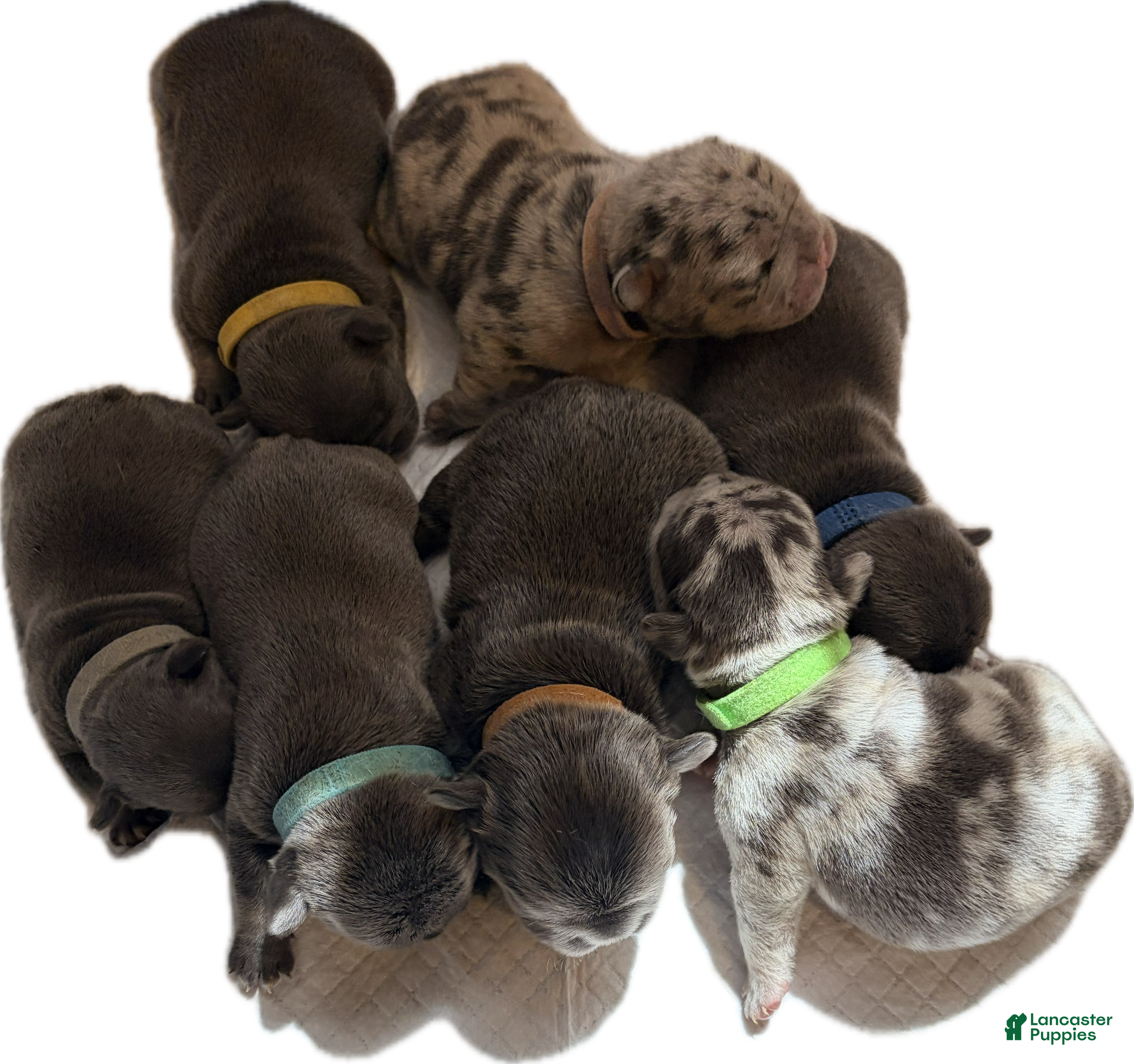 French Bulldog dogs French Bulldog Puppy 1 - Ad 27