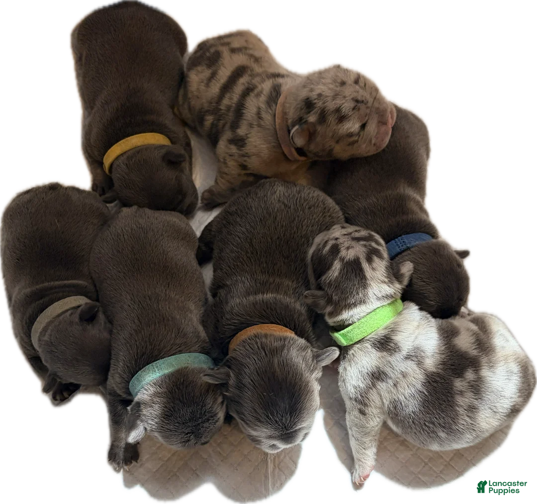 French Bulldog dogs for sale: French Bulldog Puppy 1 - Ad 1