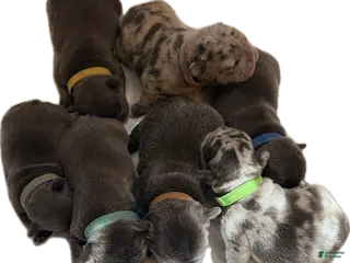 French Bulldog dogs French Bulldog Puppy 1 - Ad 27