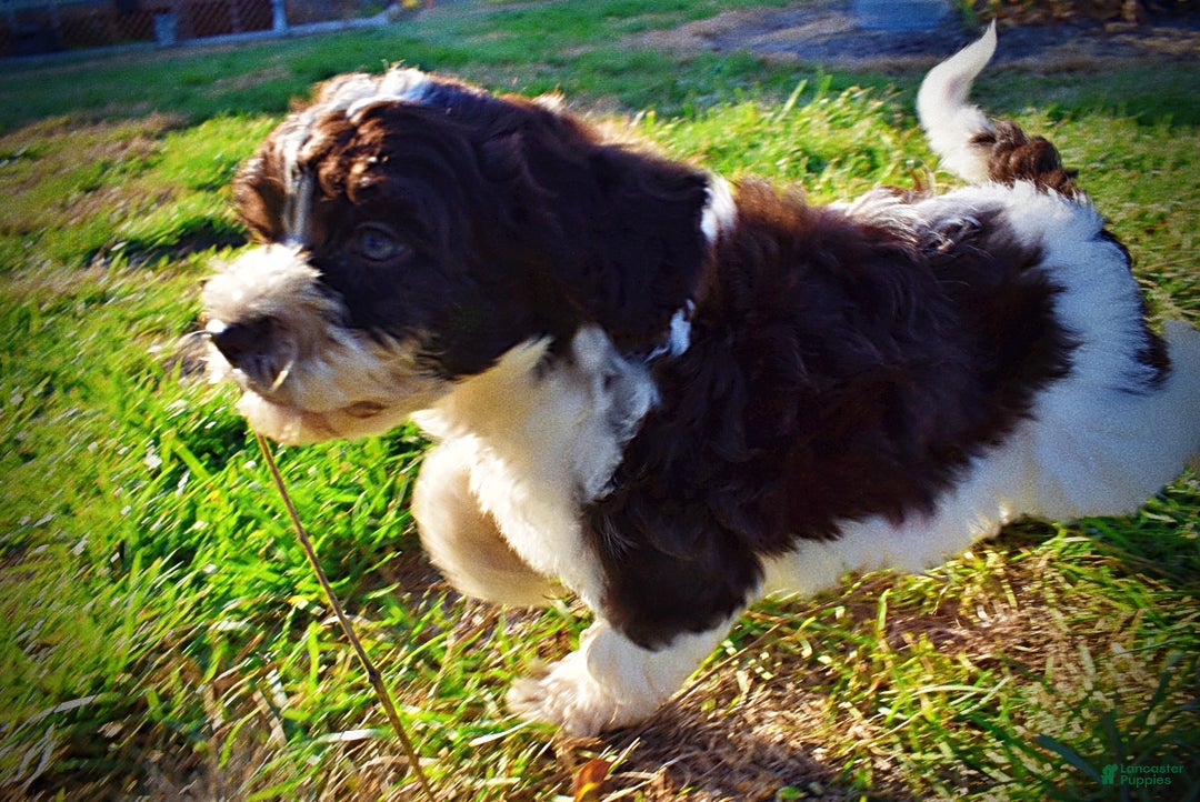 Havapoo dogs for sale: Priscilla - Ad 17