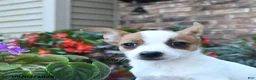 Jack Russell Terrier dogs for sale: Tara - Ad 5