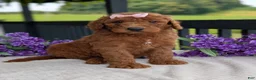 Goldendoodle dogs for sale: Miss Emmie - Ad 21