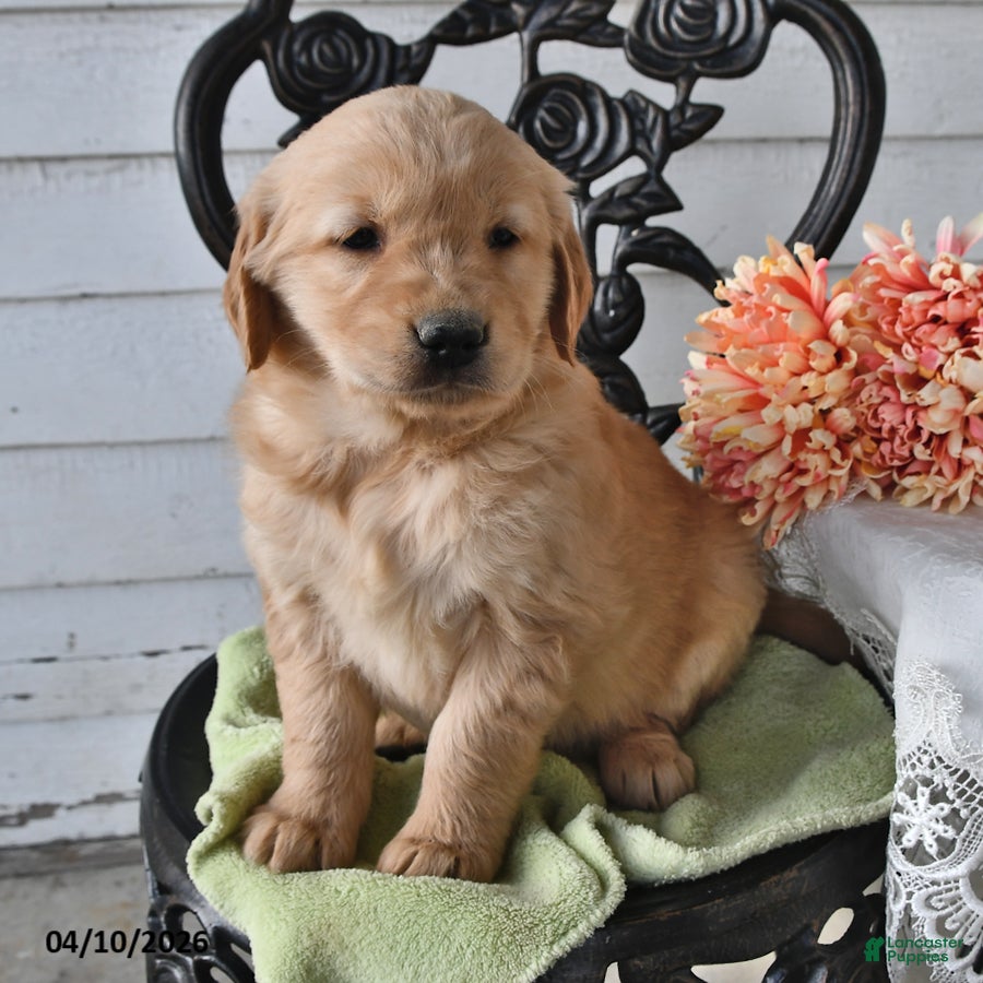 Golden Retriever dogs Megan - Ad 1