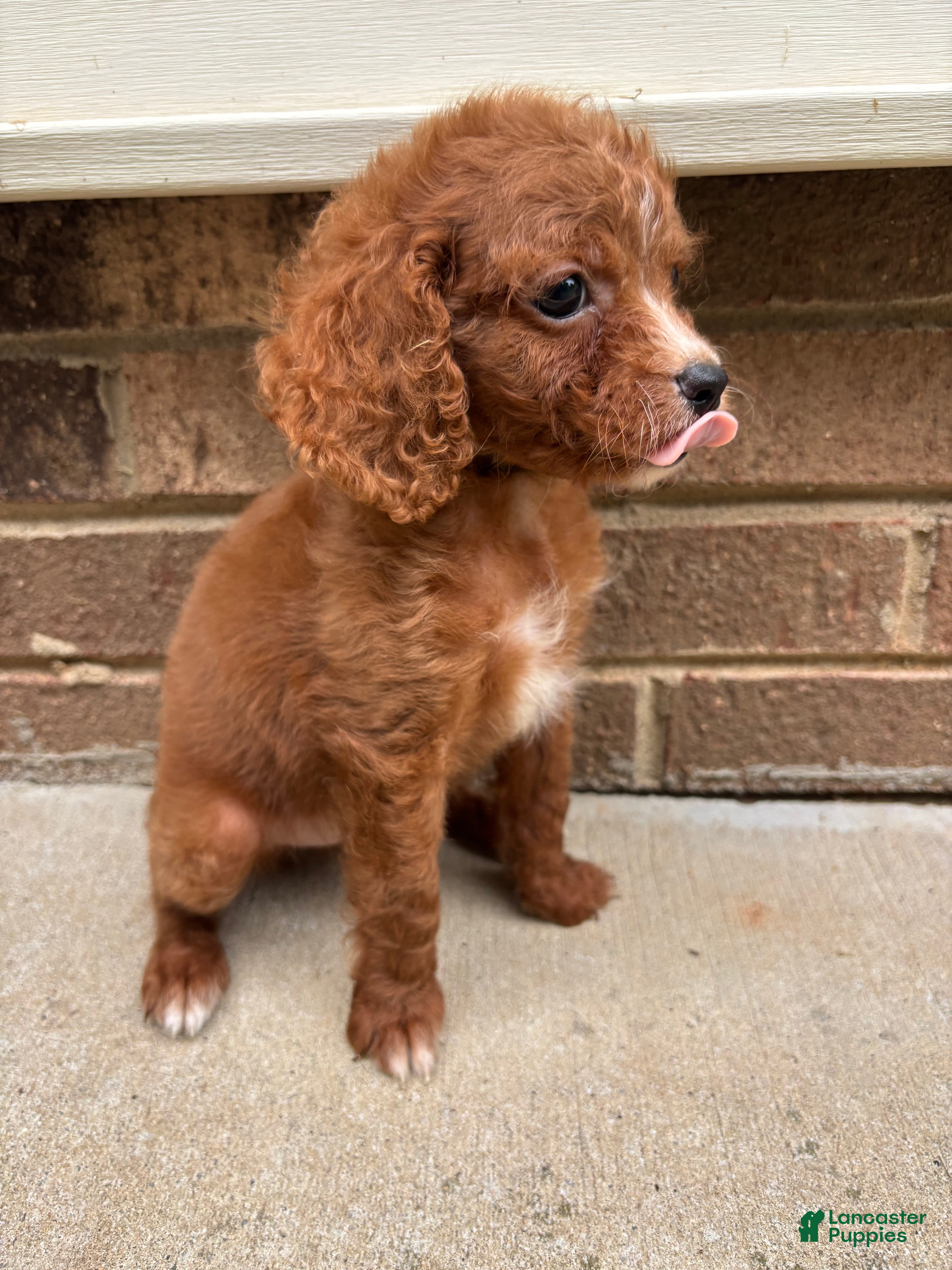 Cavapoo dogs Red - Ad 2