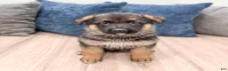German Shepherd dogs for sale: Kaden - Ad 1