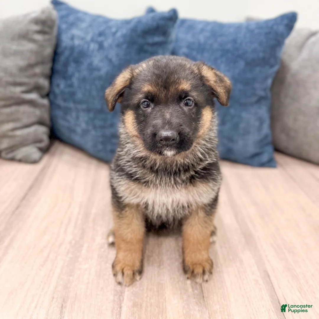German Shepherd dogs for sale: Kaden - Ad 1