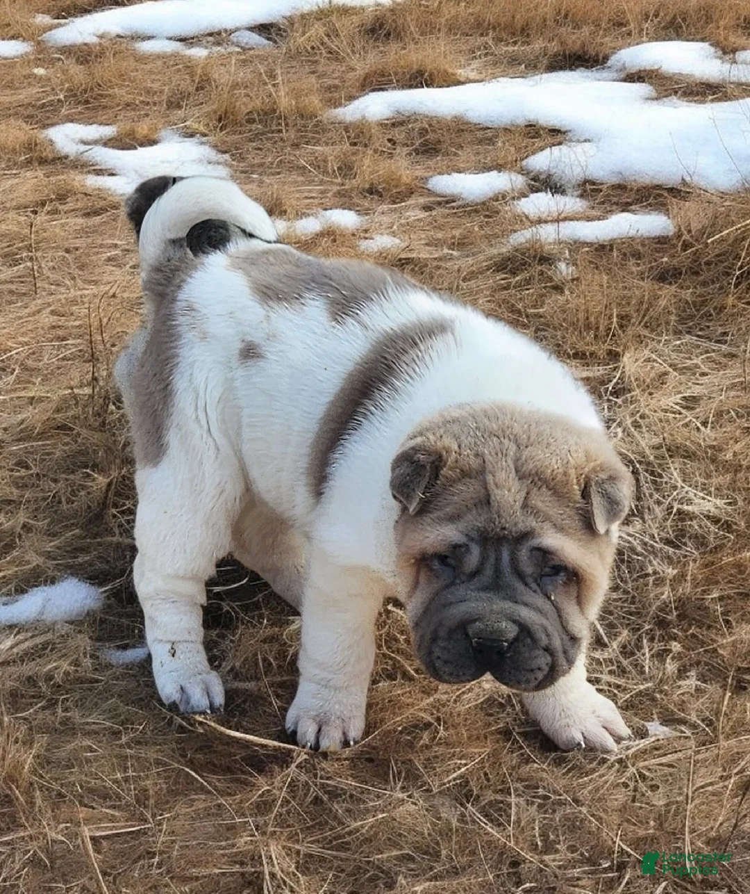 Shar Pei dogs for sale: Isabella mini flower  - Ad 2