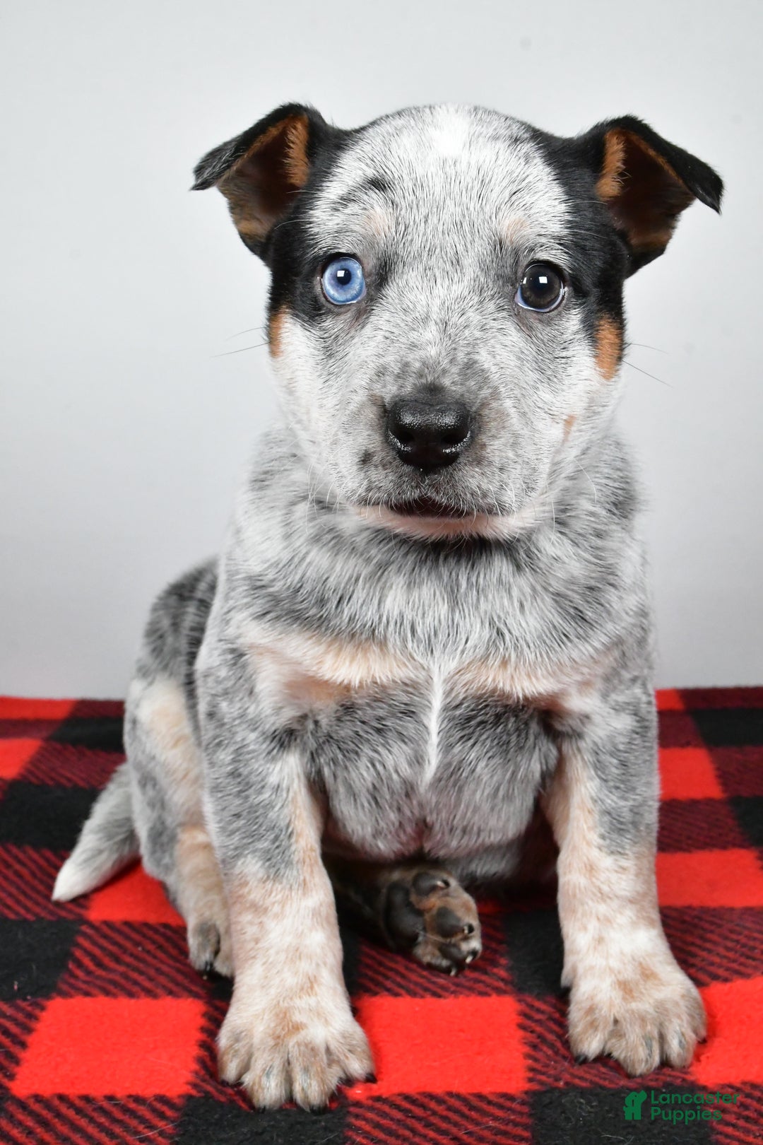 Australian Cattle Dog dogs for sale: Piper - Ad 4