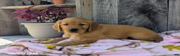 Golden Retriever dogs for sale: Sage - Ad 5