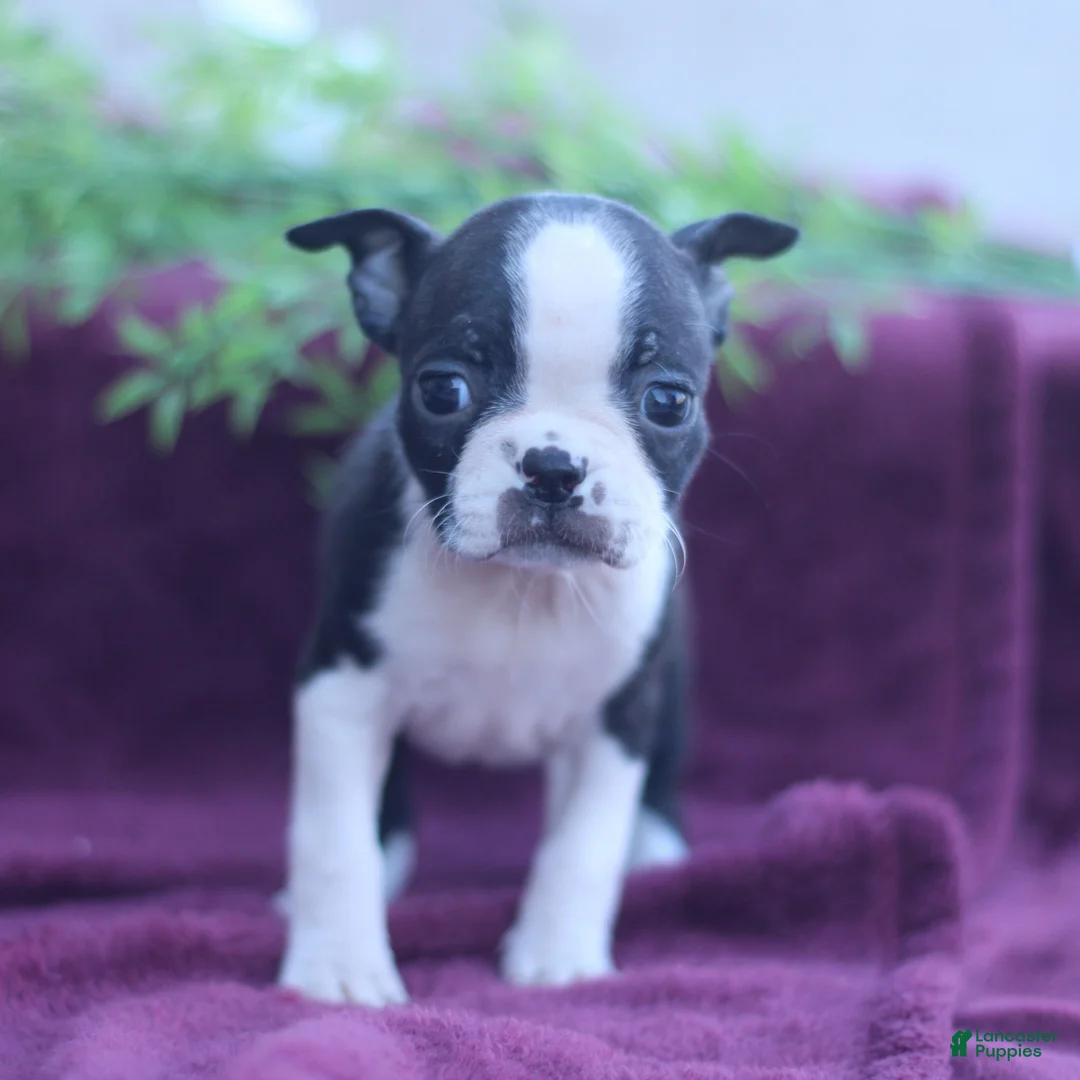 Boston Terrier dogs for sale: Molly  - Ad 1