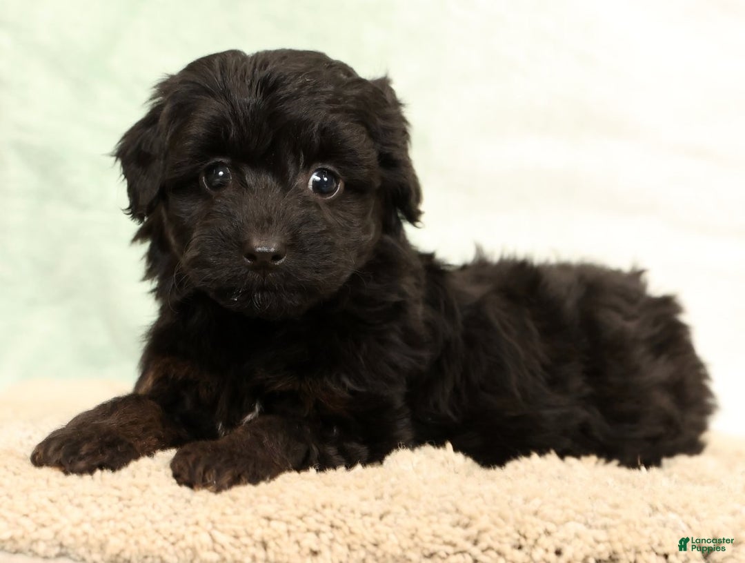 Mini Aussiedoodle dogs for sale: Sadie - Ad 6