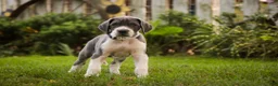 Great Dane dogs for sale: Celestia Great Dane  - Ad 13