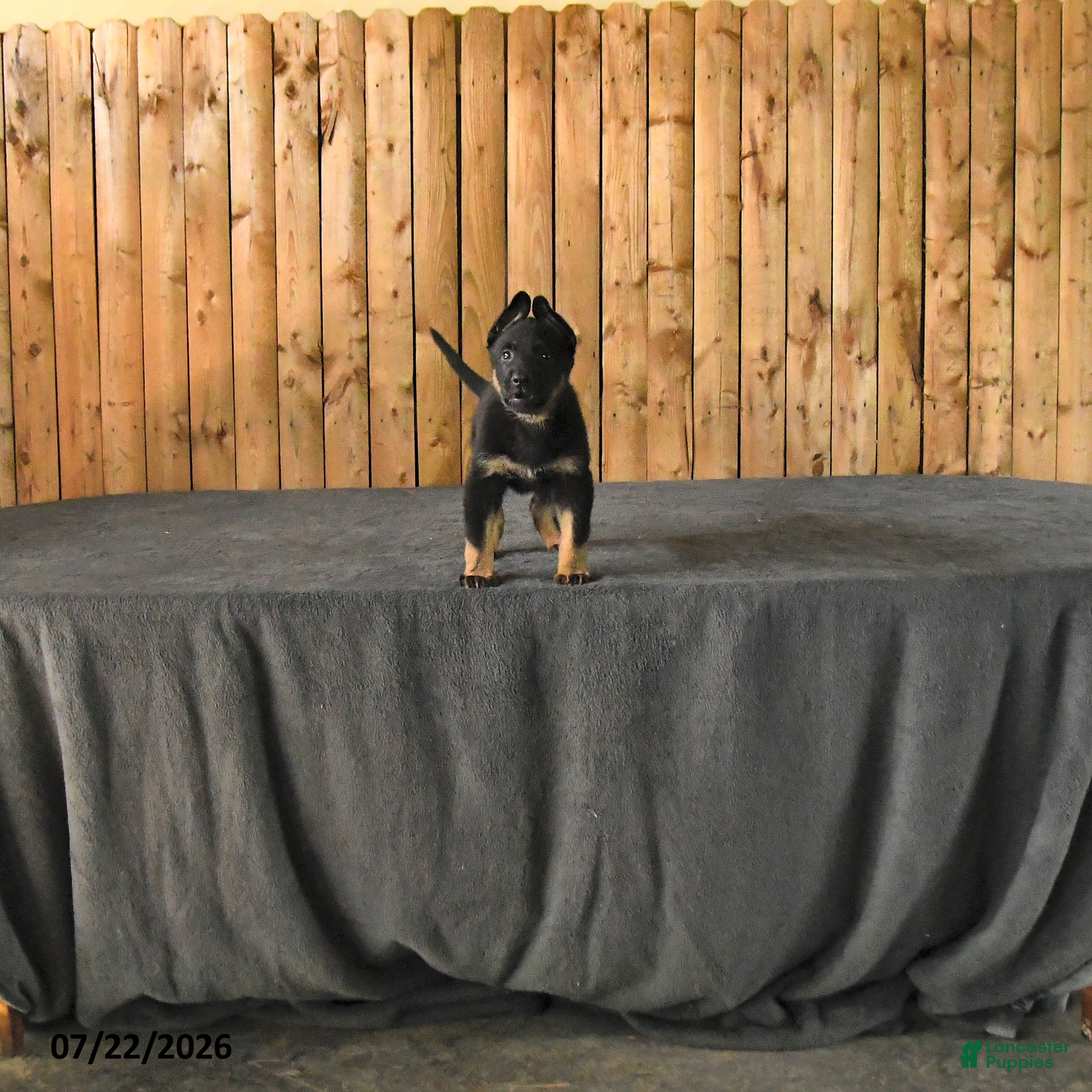 German Shepherd dogs Fin  - Ad 1