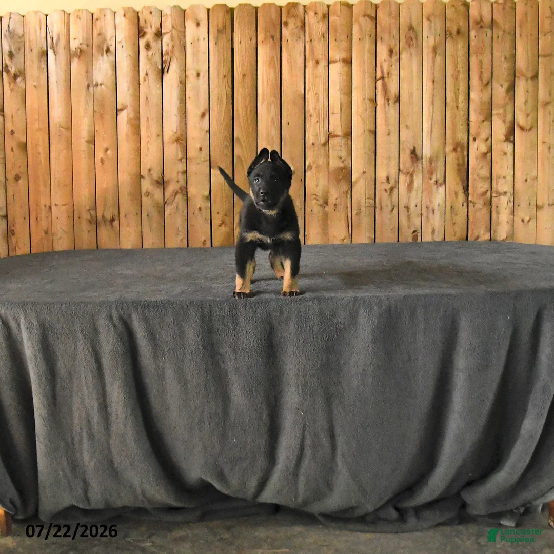 German Shepherd dogs for sale: Fin  - Ad 1