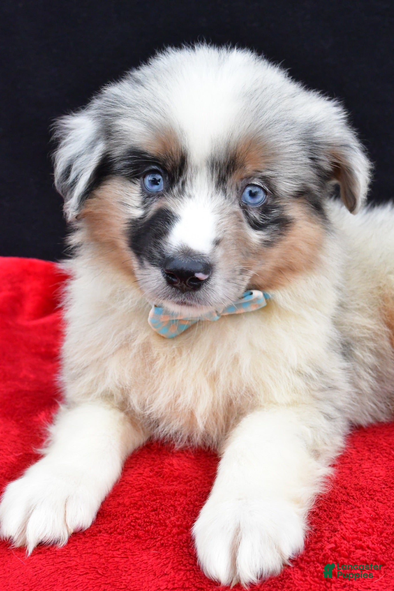 Miniature Australian Shepherd dogs Oscar - Ad 2