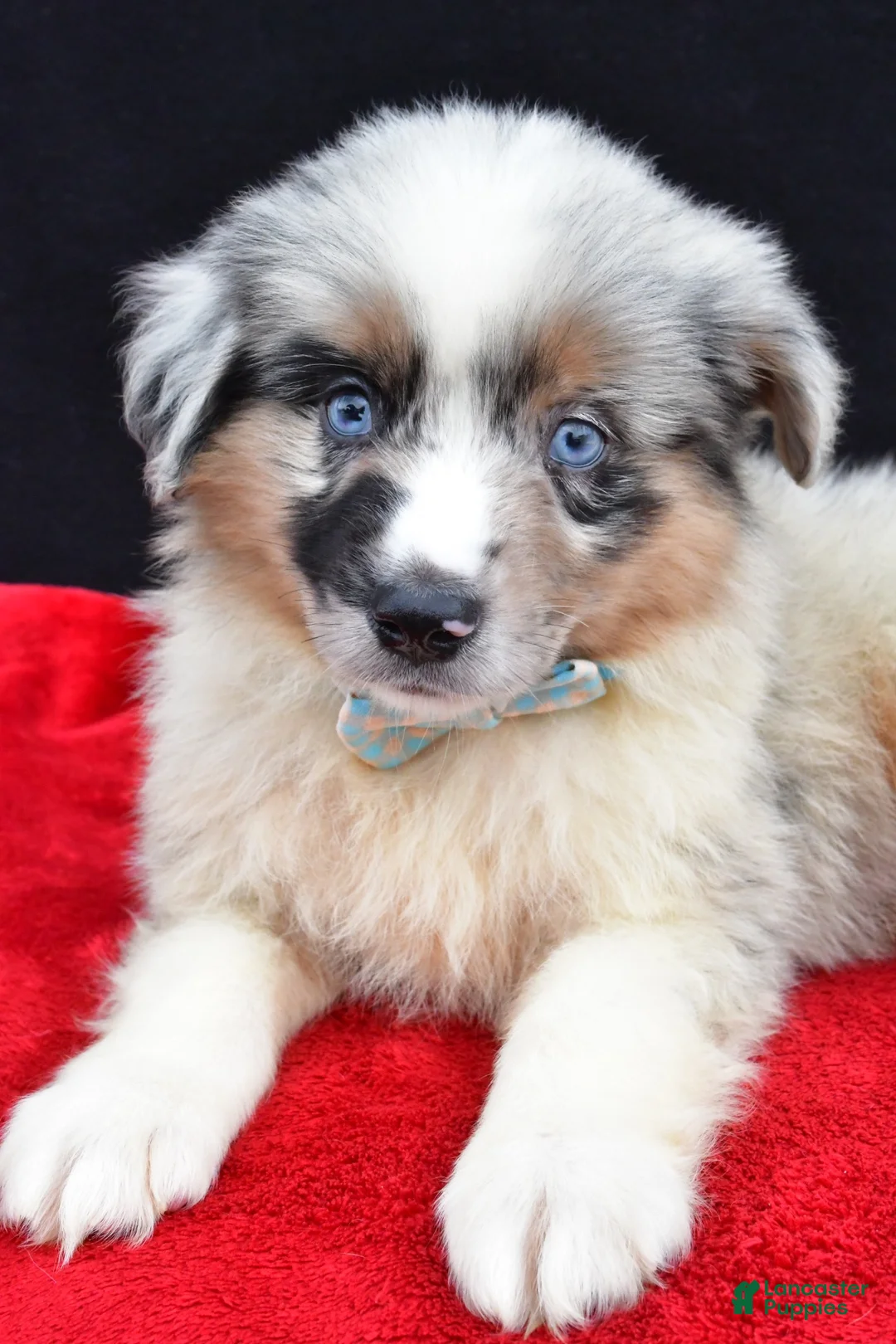 Miniature Australian Shepherd dogs for sale: Oscar - Ad 2
