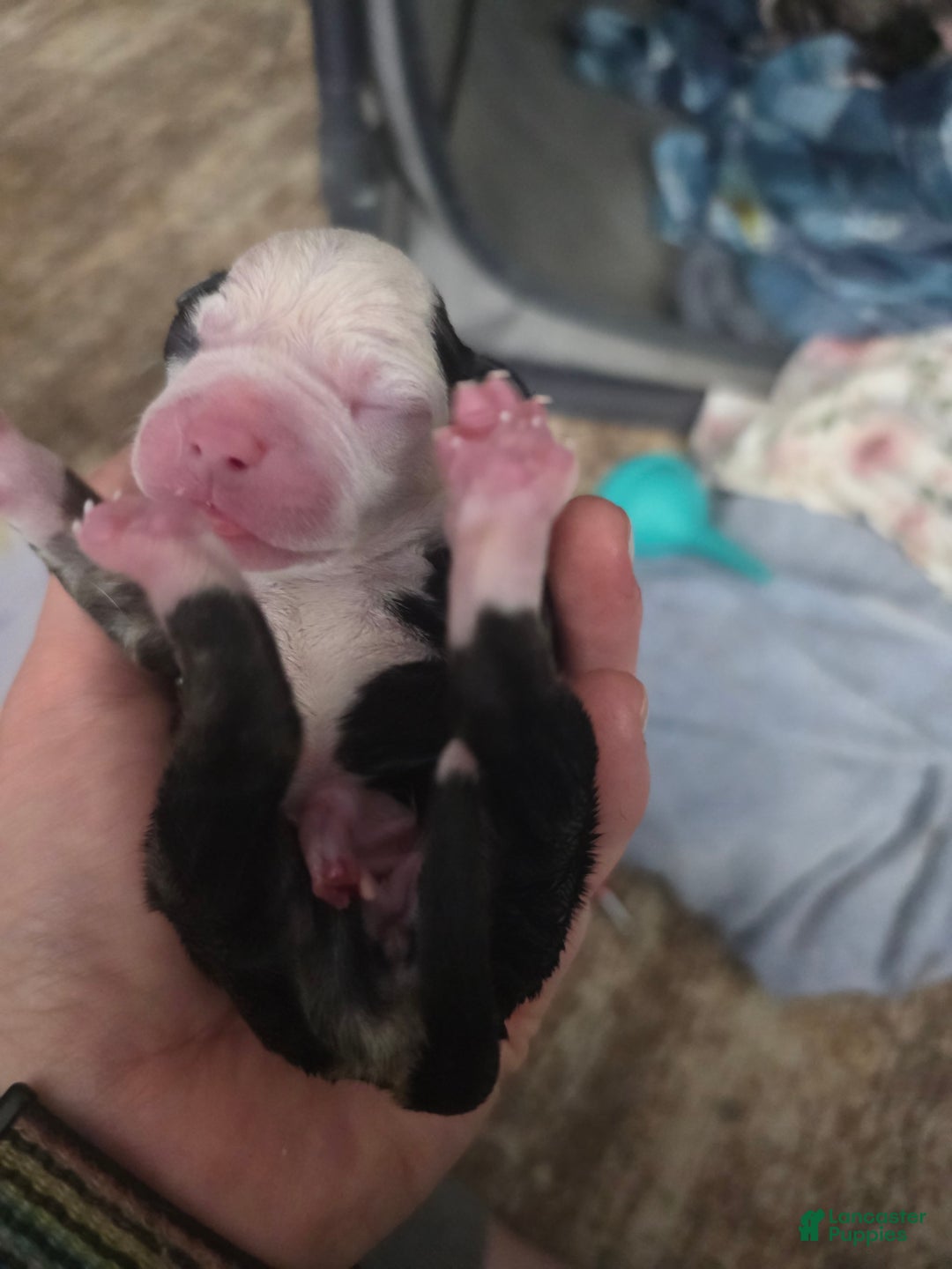 Mixed Breed dogs for sale: Red - Ad 3