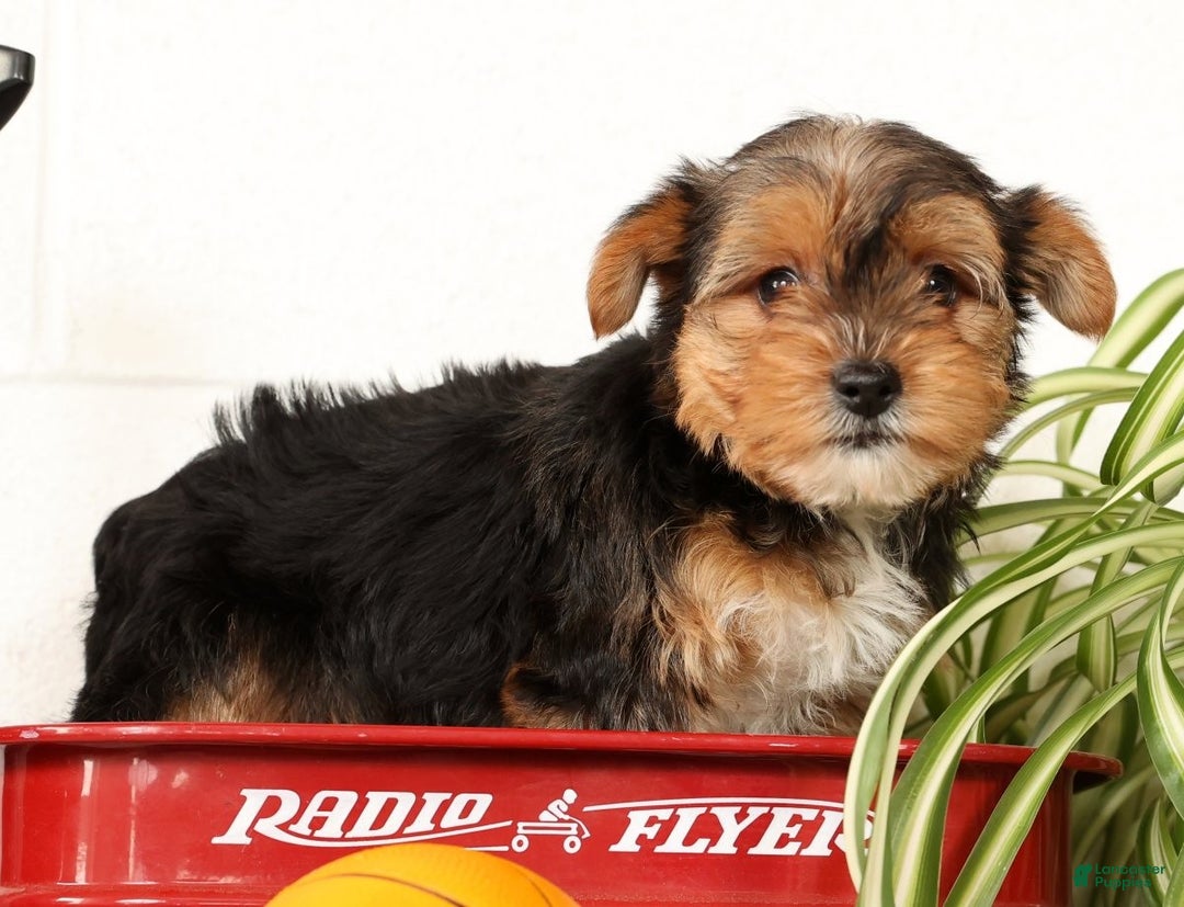Yorkshire Terrier dogs for sale: Kato - Ad 2