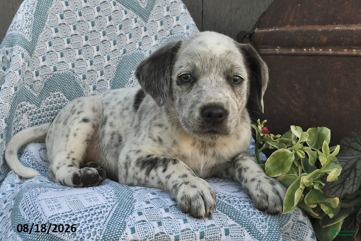 Mixed Breed dogs Coffee - Ad 2