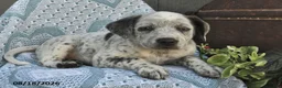 Mixed Breed dogs for sale: Coffee - Ad 2