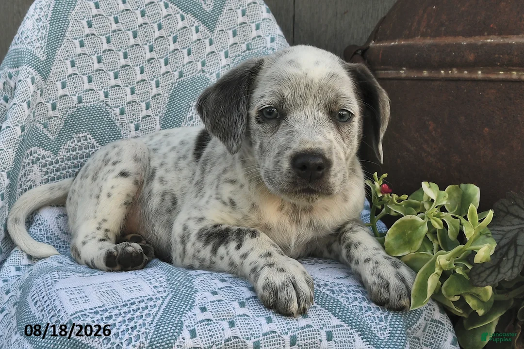 Mixed Breed dogs for sale: Coffee - Ad 2