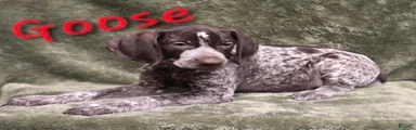 GOOSE