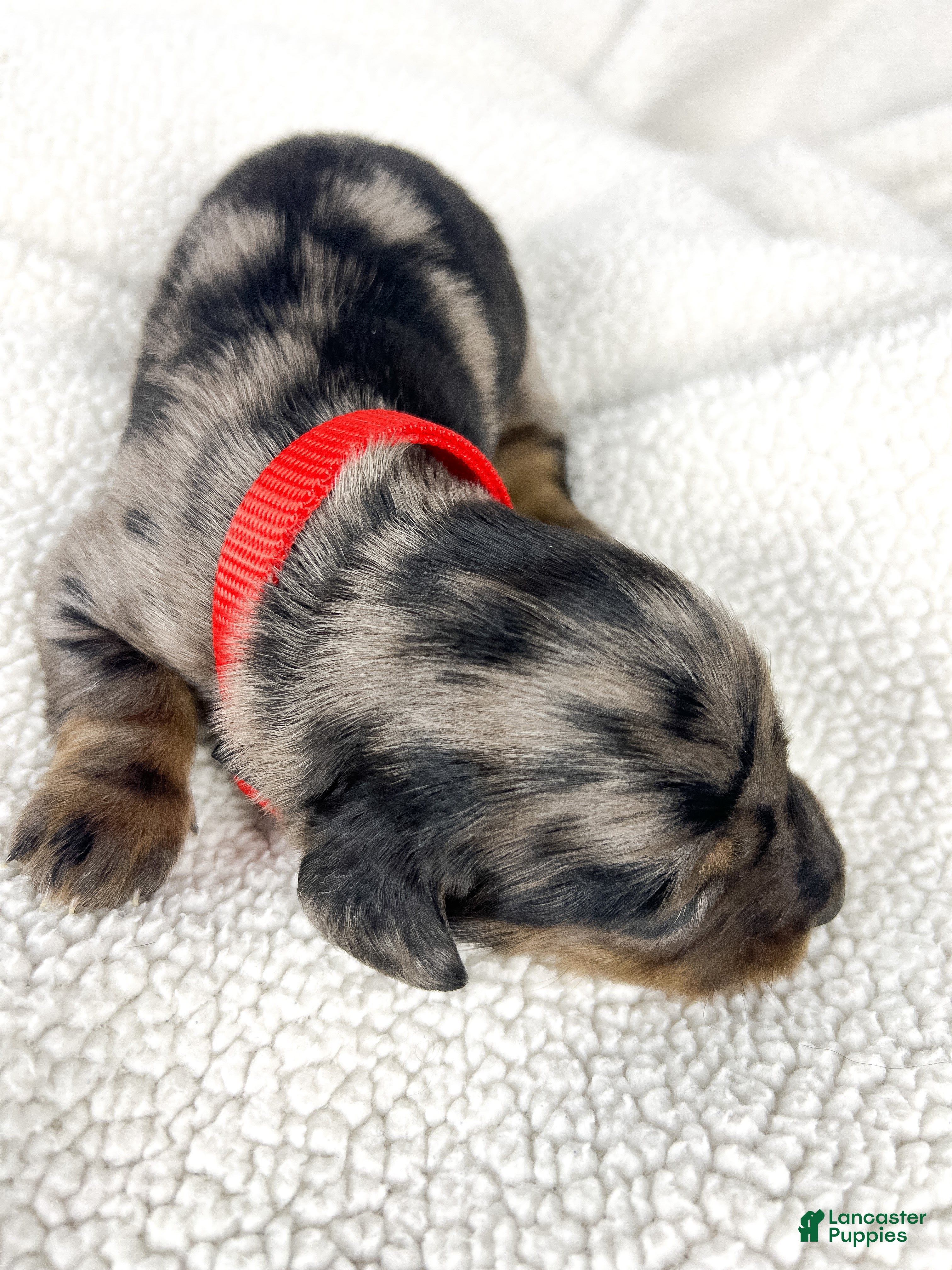 Miniature Dachshund dogs Strawberry - Ad 8