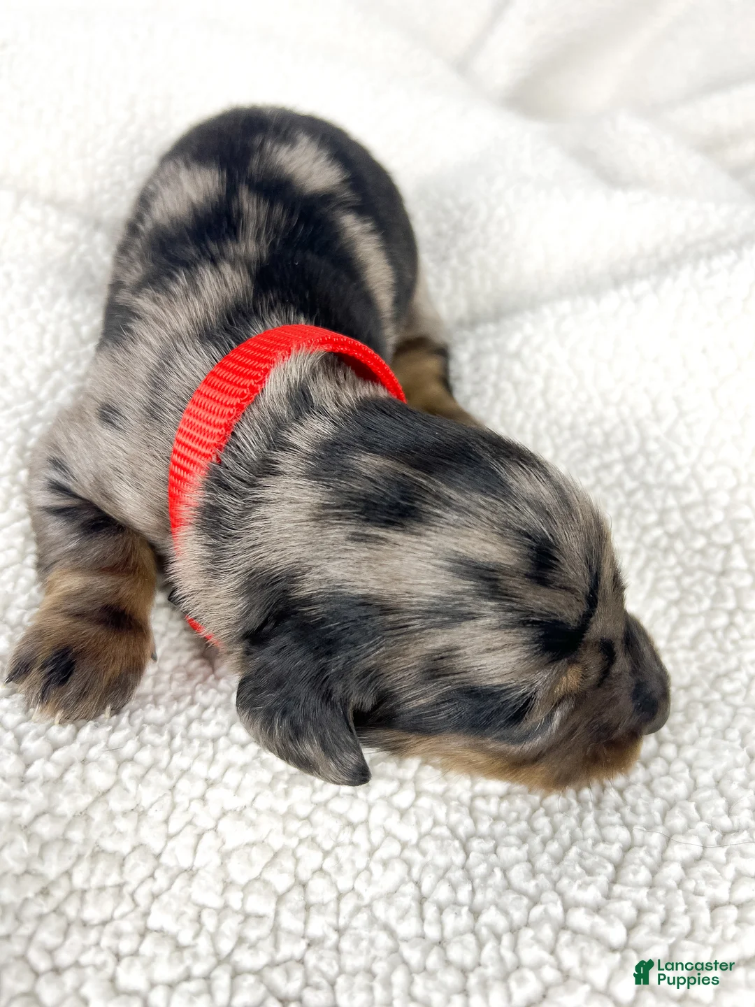 Miniature Dachshund dogs for sale: Strawberry - Ad 1