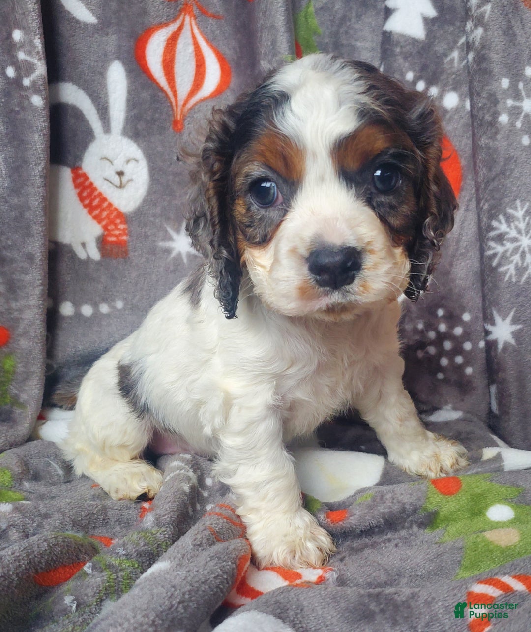 Cocker Spaniel dogs for sale: Ozzy - Ad 4