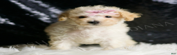 Maltipoo dogs for sale: Spice Cake - Ad 3