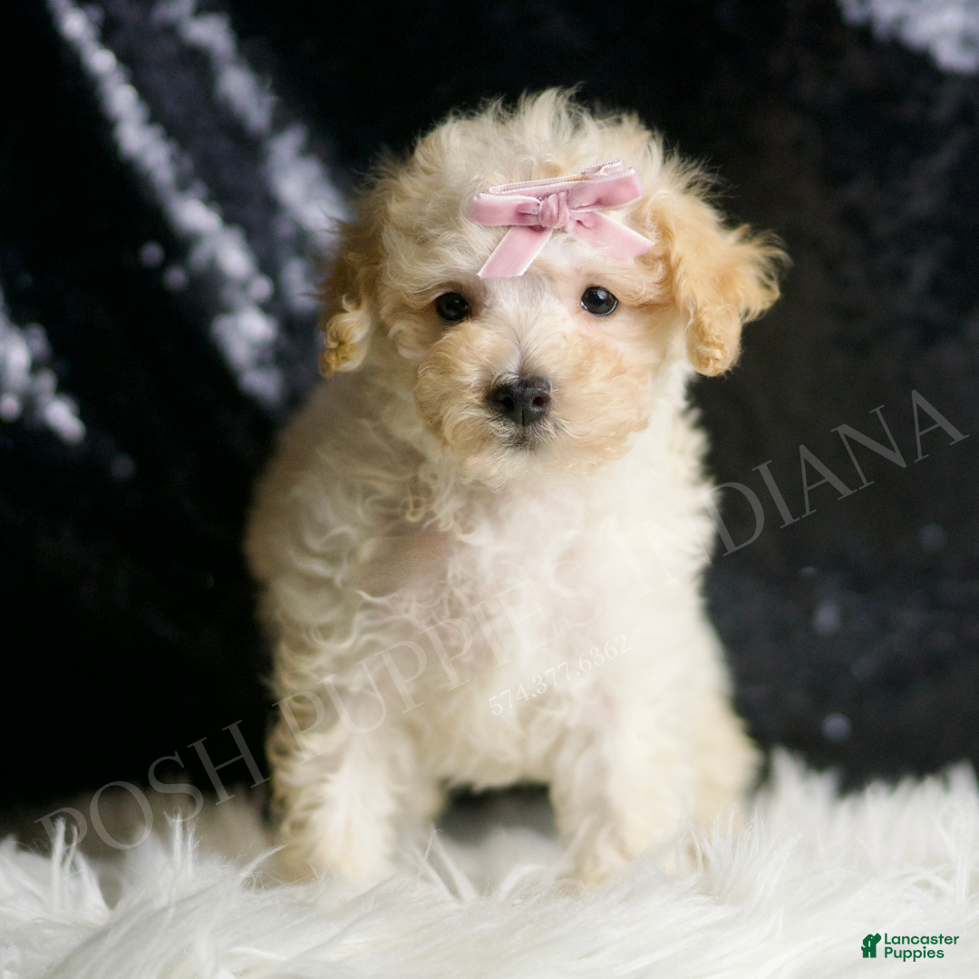 Maltipoo dogs for sale: Spice Cake - Ad 3