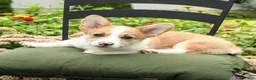 Welsh Corgi Pembroke dogs for sale: Kerrick - Ad 3