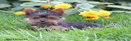 Yorkshire Terrier dogs for sale: Lacey - Ad 4