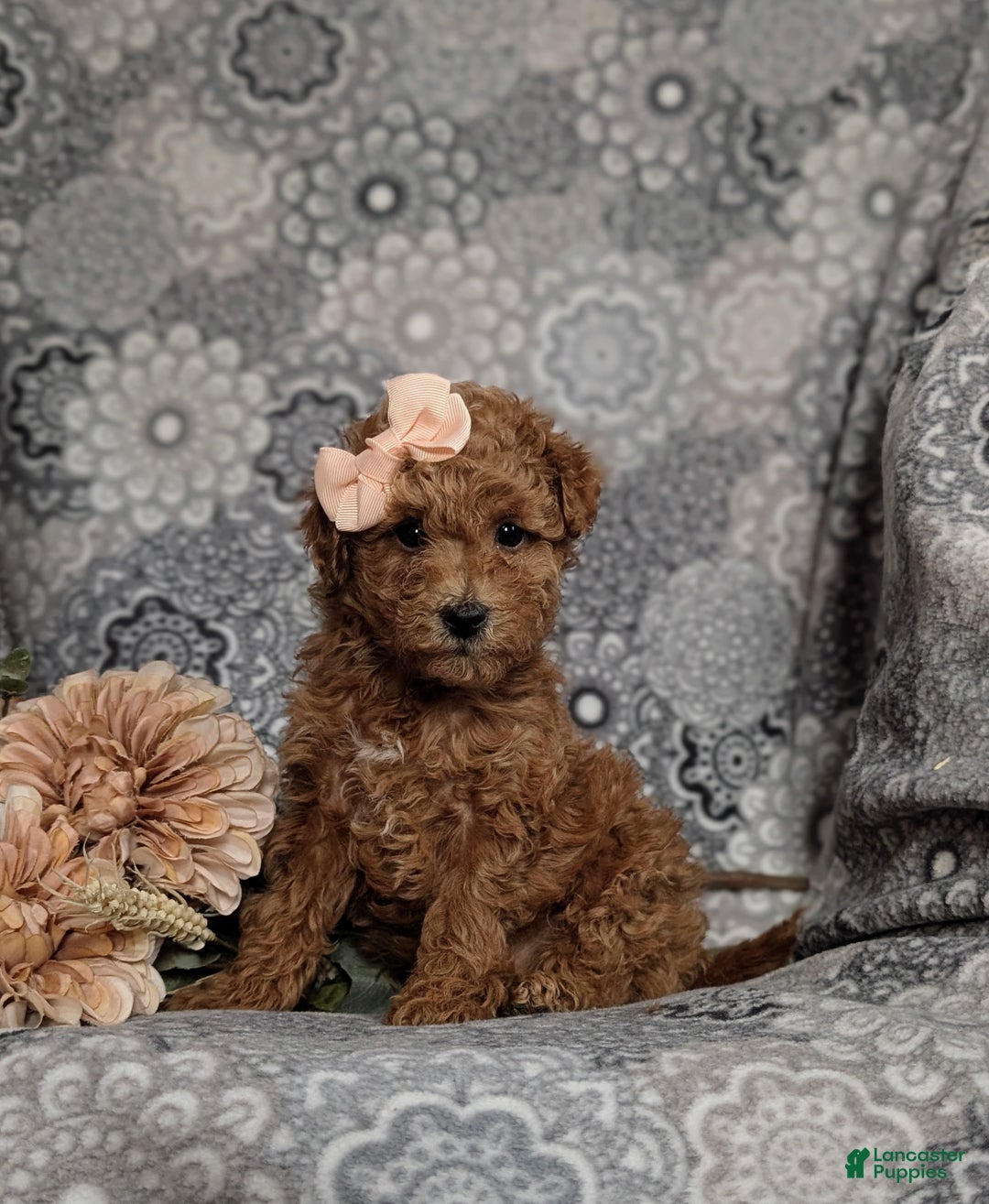 Mini Goldendoodle dogs for sale: Fiona 15 lbs Full Grown Hypoallergenic - Ad 3