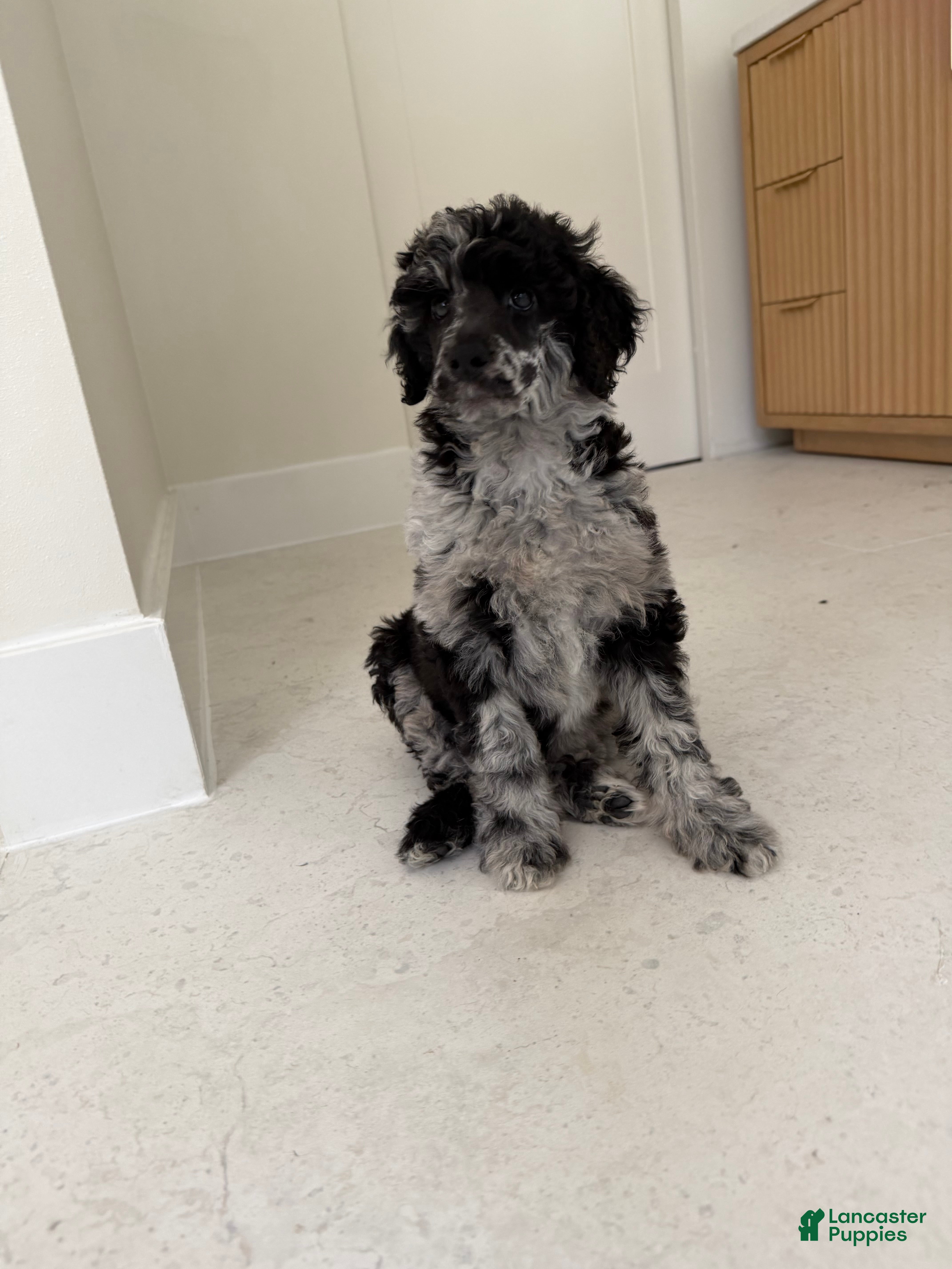 Standard Poodle dogs Raven  - Ad 2