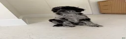 Standard Poodle dogs for sale: Raven  - Ad 2