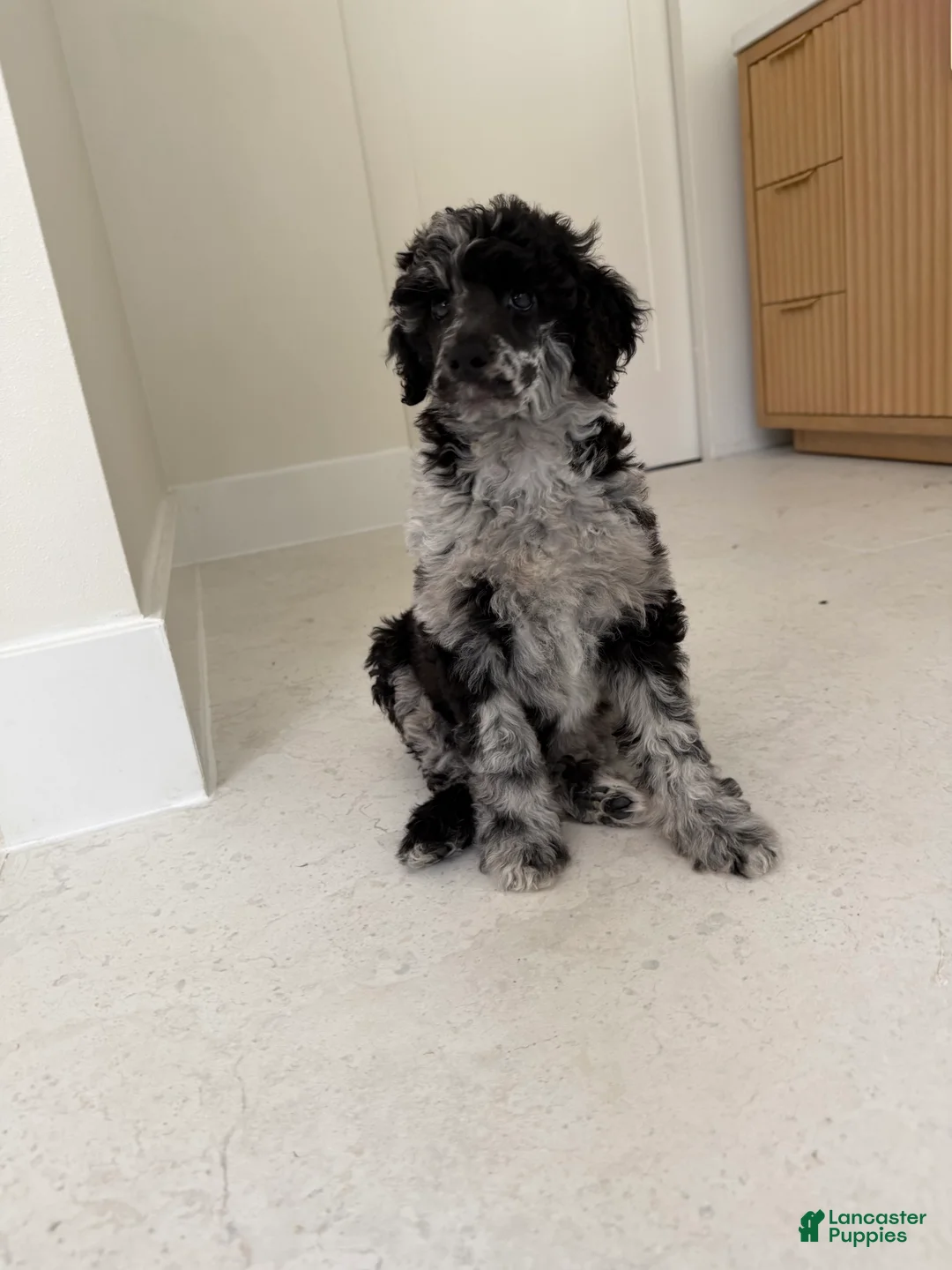Standard Poodle dogs for sale: Raven  - Ad 2