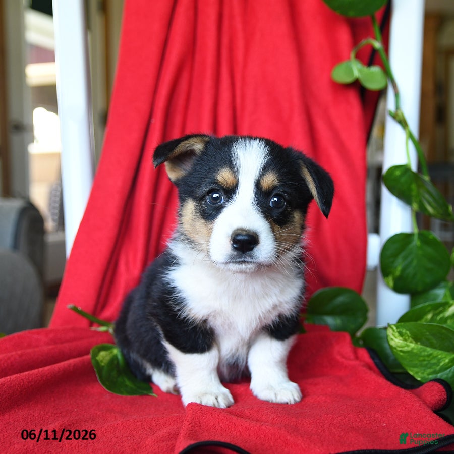 Welsh Corgi Pembroke dogs Cleo - Ad 1