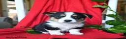 Welsh Corgi Pembroke dogs for sale: Cleo - Ad 5