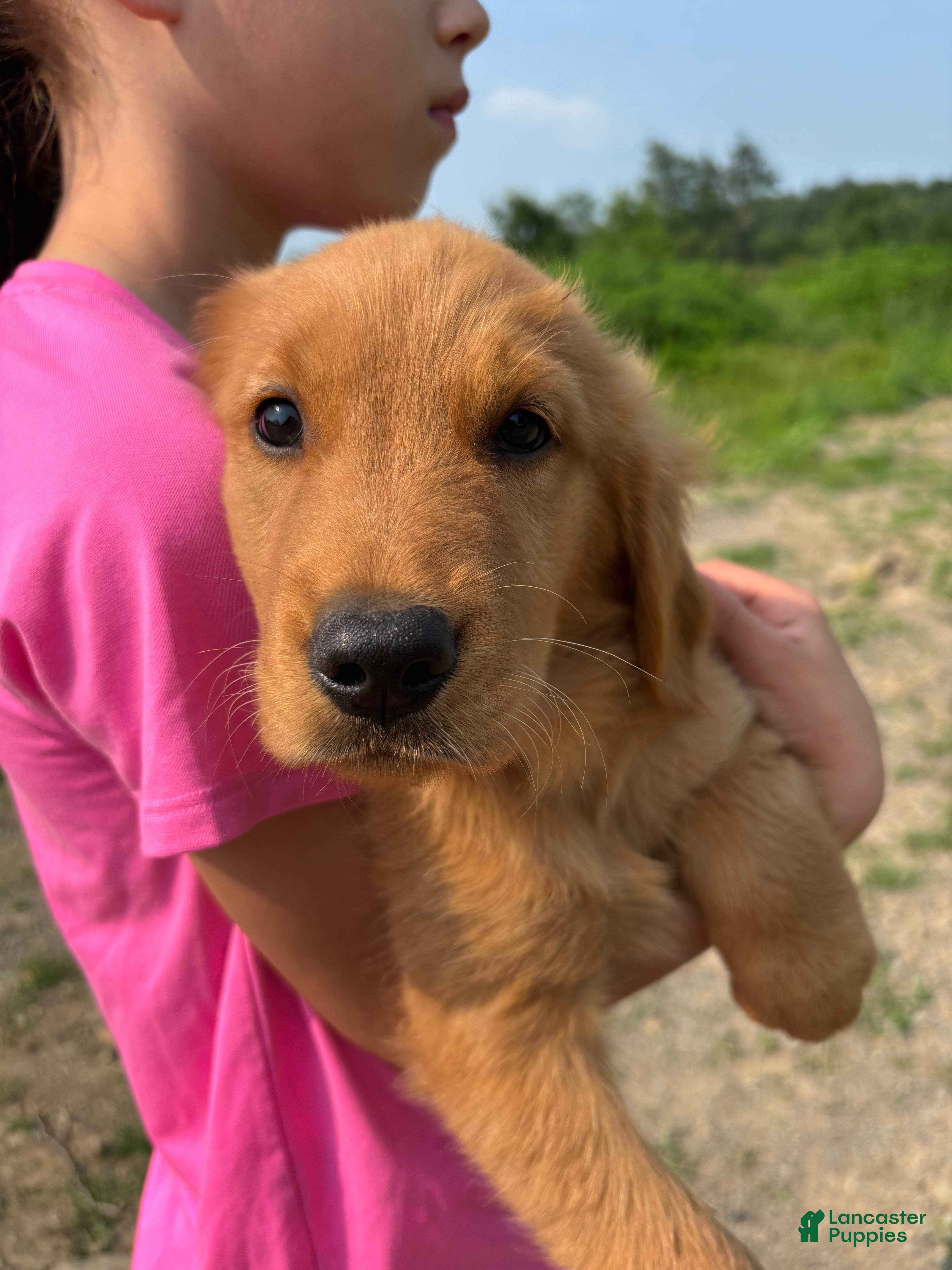 Golden Retriever dogs Benny  - Ad 2