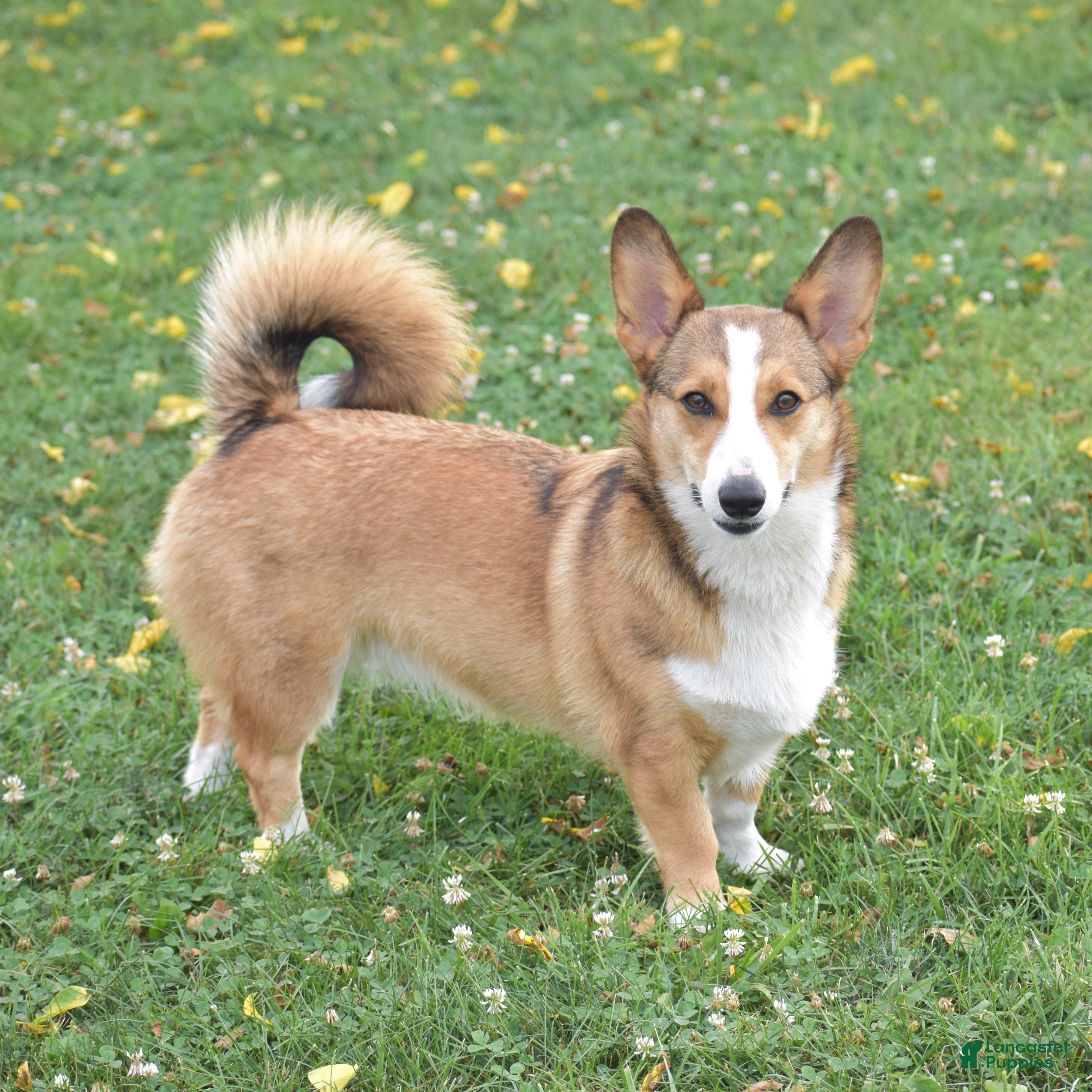Welsh Corgi Pembroke dogs Ava - Ad 1