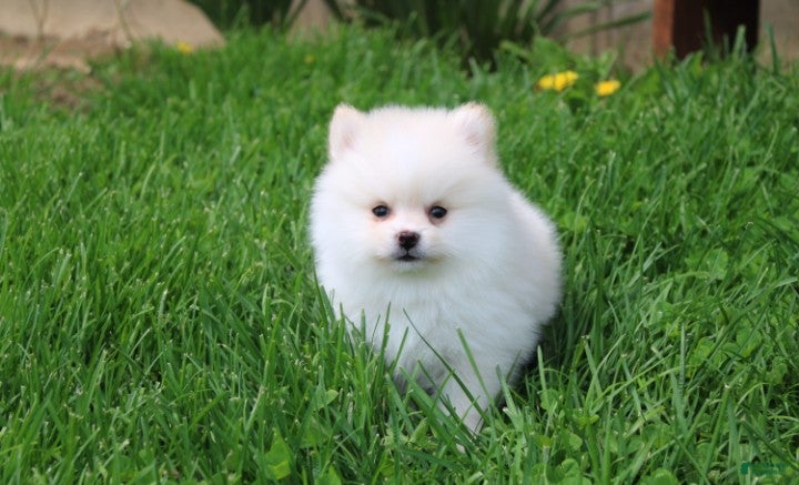 Pomeranian dogs Charlie  - Ad 1
