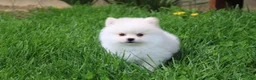 Pomeranian dogs for sale: Charlie  - Ad 1
