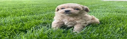 Miniature Poodle dogs for sale: Albert Miniature Poodle Puppy  - Ad 6