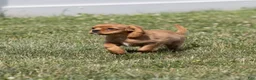 Cavalier King Charles Spaniel dogs for sale: Zephyr - Ad 8