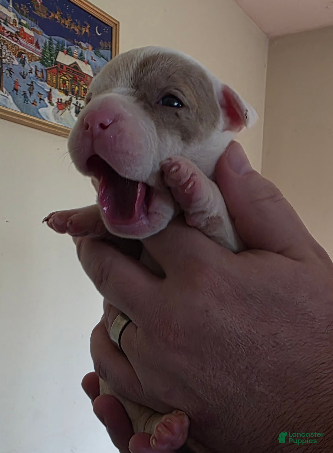 American Bully dogs for sale: Lilac Merle - Ad 5
